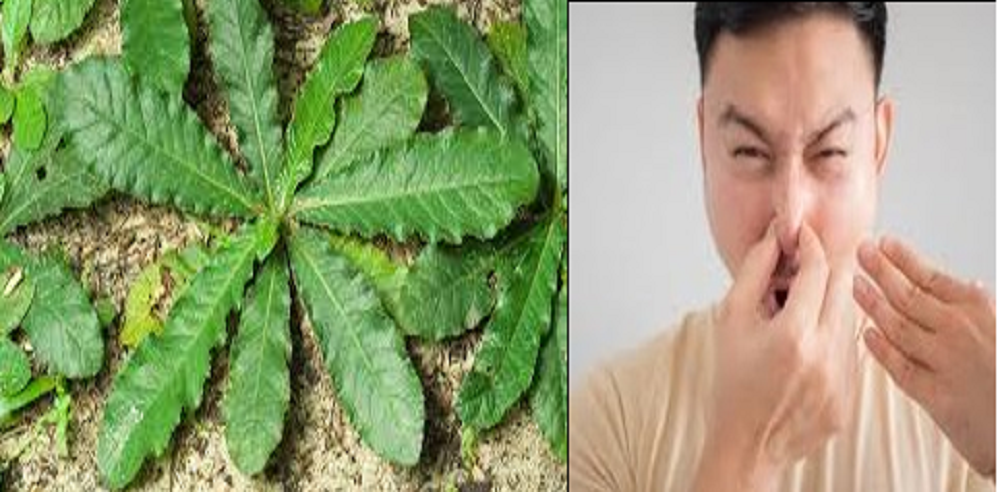 Daun tapak liman atau yang juga terkenal dengan sebutan Elephantopus Scaber L telah lama digunakan secara tradisional sebagai obat herbal.  Salah satunya meningkatkan gairah seksual pria.