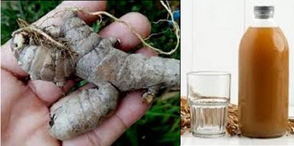 Di dalam temu ireng terdapat beberapa nutrisi, seperti karbohidrat, protein, serat, serta berbagai senyawa antioksidan, misalnya flavonoid, alkaloid, terpenoid, tanin, dan polifenol