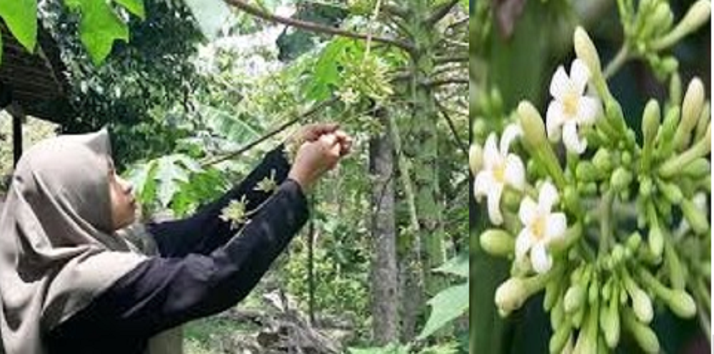 Bunga pepaya adalah bagian tanaman yang sering dibuang, ternyata menyimpan segudang manfaat untuk kesehatan.