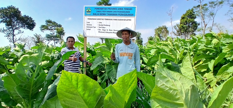 Ketua Kelompok Tani Subur, Madiyo (kiri) berada di antara tanaman tembakau varietas gombel sembung yang ditanam di Dusun Gugu II, Desa Gunungsari, Kecamatan Windusari.