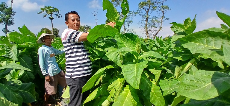 Tembakau varietas gombel sembung ditanam di Dusun Gugu Desa Gunungsari, Windusari Kabupaten Magelang.