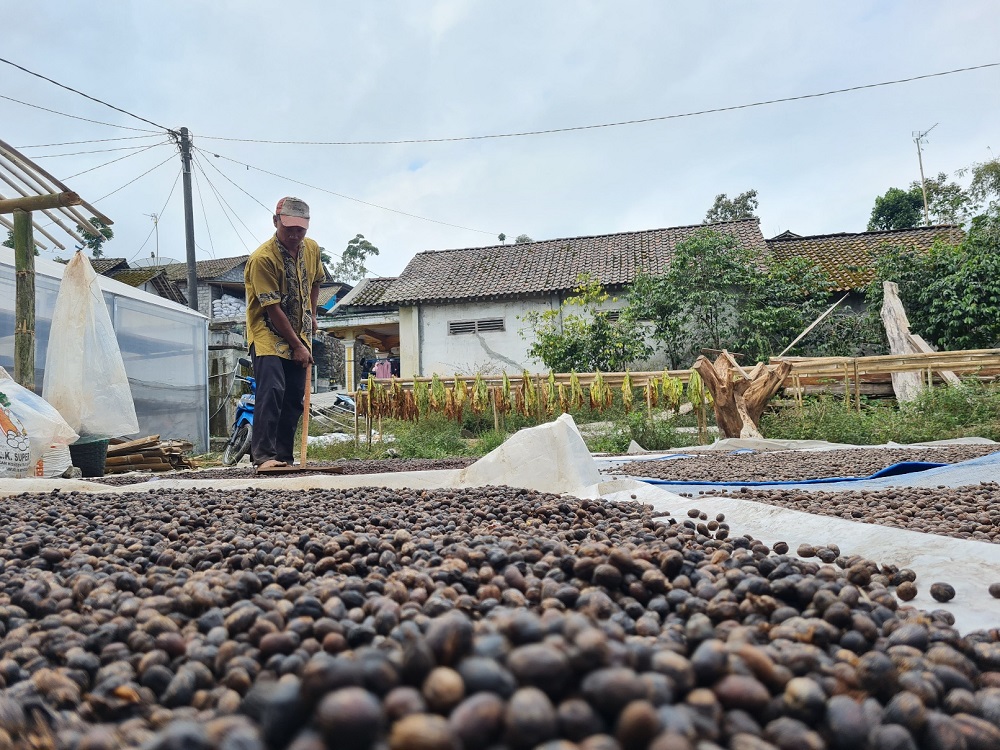 Petani lereng Gunung Merapi di Dusun Babadan II, Desa Paten, Kecamatan Dukun, Kabupaten Magelang sedang menjemur biji kopi yang sudah di panen.