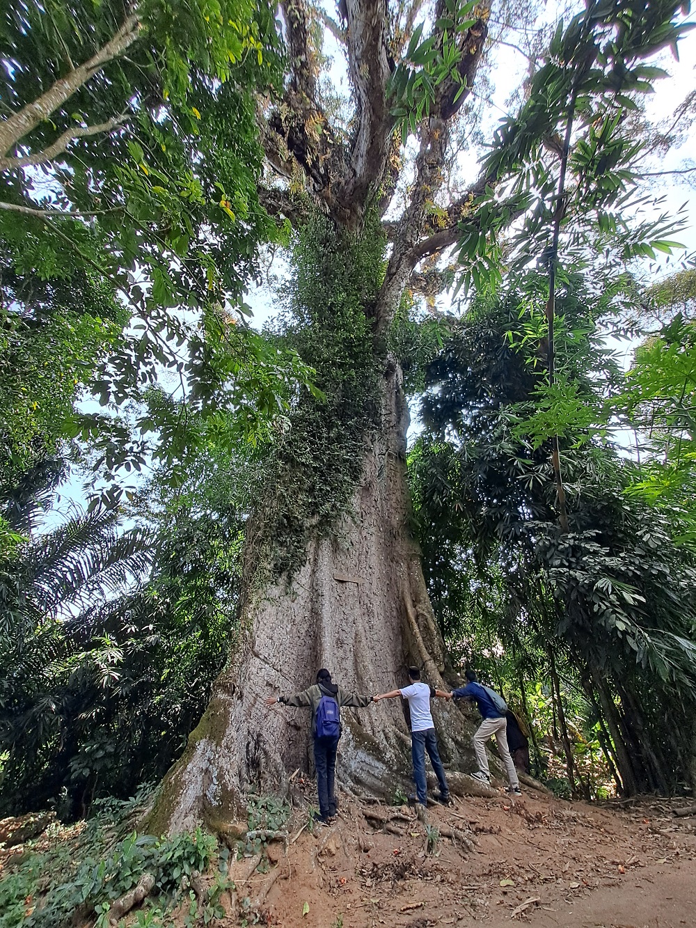 Potret Pohon Randu Alas yang berada di salah satu desa di Candimulyo, Kabupaten Magelang, yang memiliki usia 400 tahun.