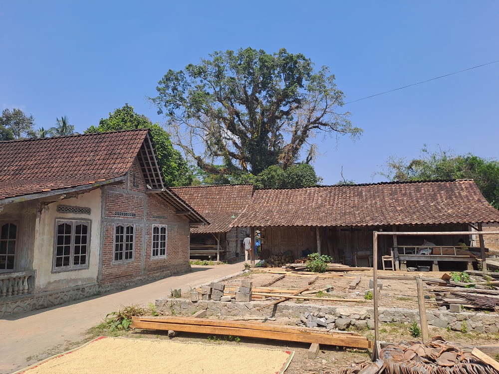 Di Candimulyo, Kabupaten Magelang, terdapat sebuah pohon raksasa yang memiliki umur sudah hampir 400 tahun.