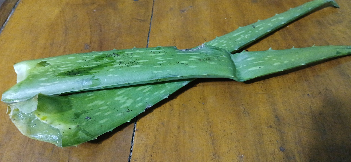 Lidah buaya memiliki kandungan yang bagus untuk kelembapan kulit.