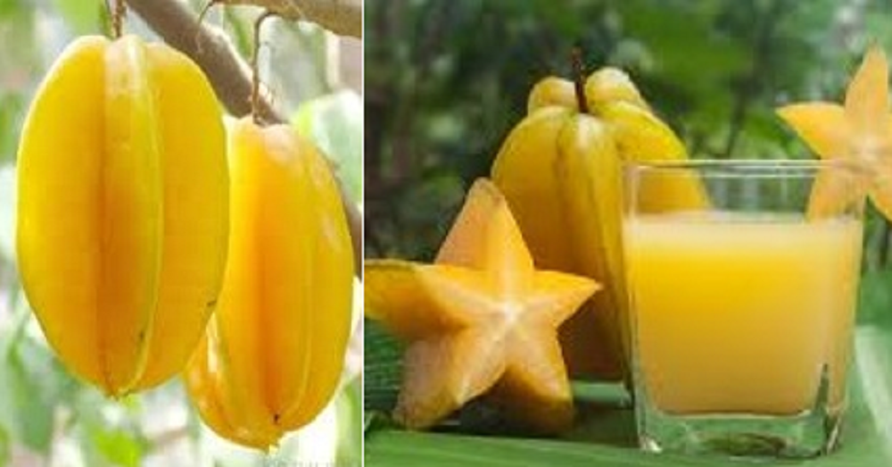 Belimbing menjadi salah satu jenis buah dengan kandungan air yang cukup tinggi. Selain itu, buah ini juga mengandung vitamin C yang dapat membantu Anda memenuhi kebutuhan setiap harinya.