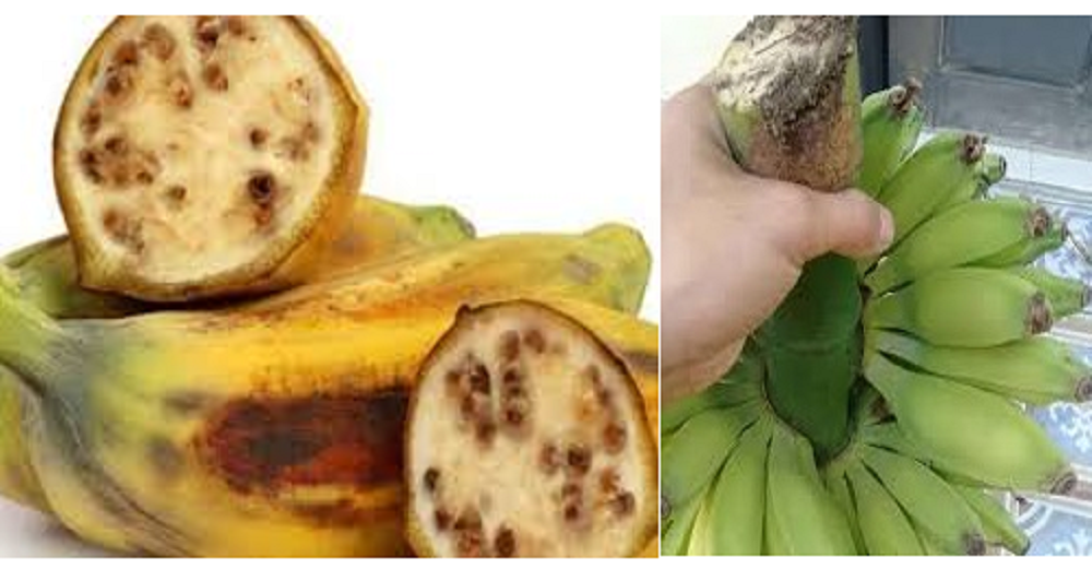 Pisang batu atau pisang klutuk memiliki kandungan nutrisi yang baik untuk kesehatan.