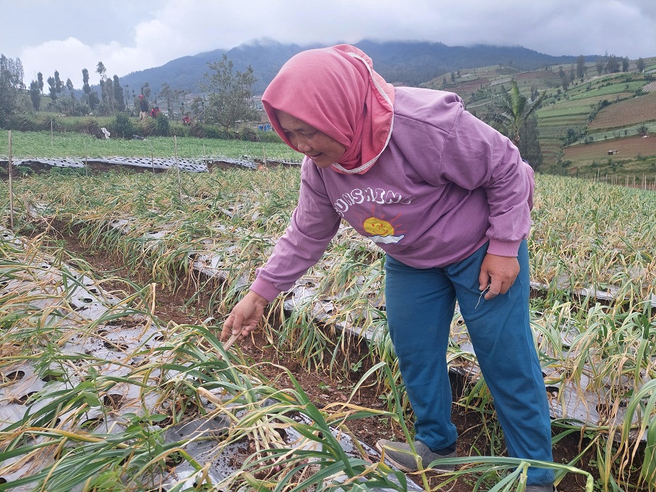 Petani di Kecamatan Bulu memanen bawang merah. Produktivitas mengalami peningkatan.