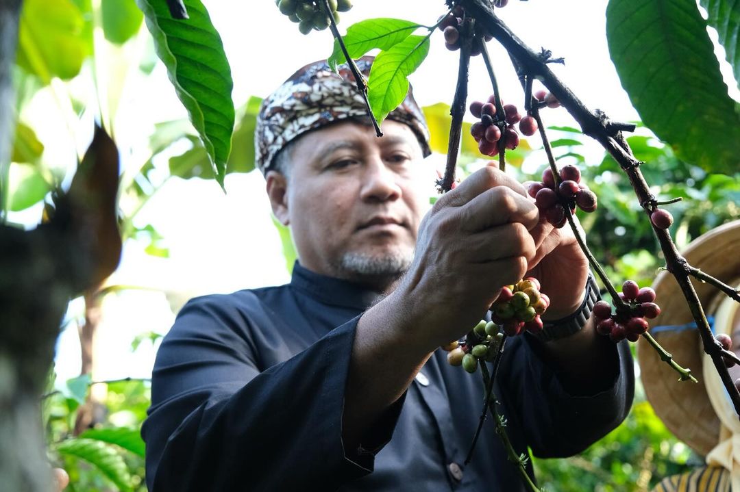 Penjabat Bupati Temanggung Hary Agung Prabowo memanen kopi di Gemawang beberapa waktu lalu. Harga kopi robusta per kg tembus Rp 75 ribu/kg.