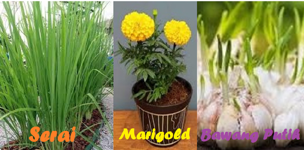 Tanaman yang ampuh mengusir ular dari rumah anda. Di antaranya, serai, marigold dan bawang putih.