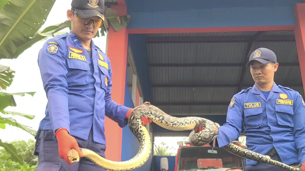 Petugas Damkar Kabupaten Temanggung menangkap ular yang masuk ke rumah warga beberapa waktu lalu.