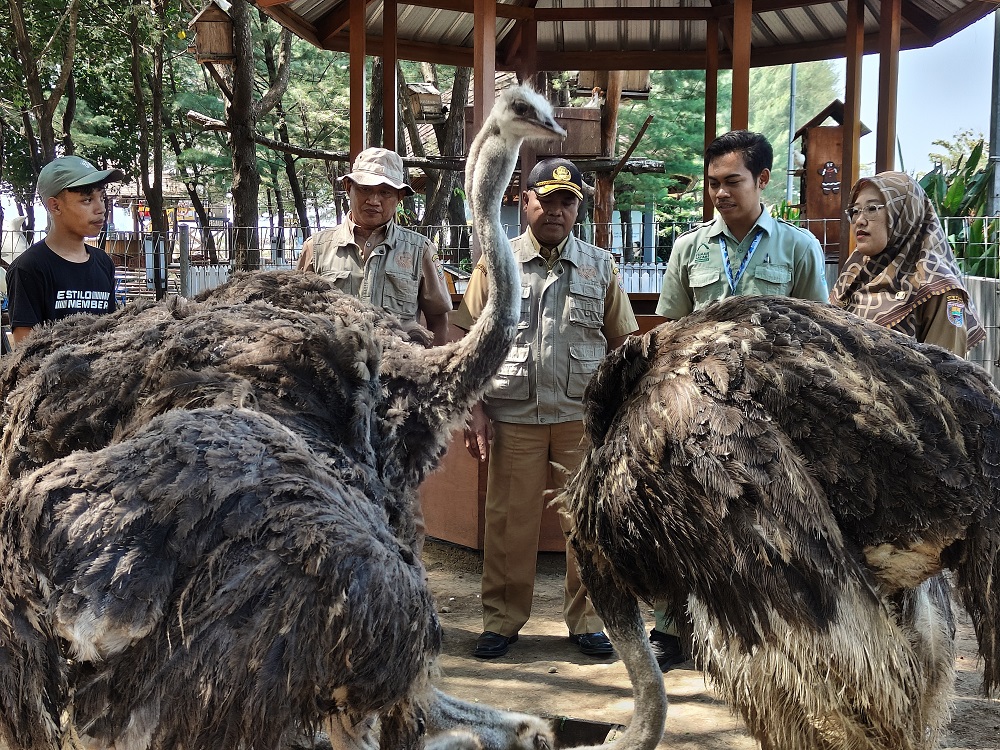 Dokter hewan dari Dislutkanak Batang dan Safari Beach Jateng sedang melakukan pemeriksaan kesehatan burung unta.