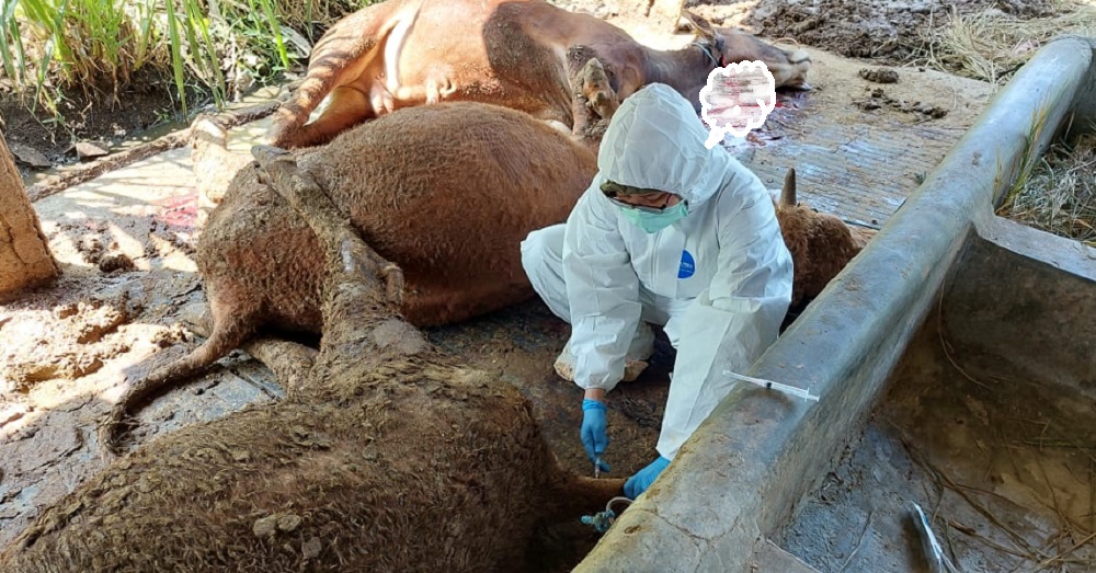Petugas Dispertan Kota Semarang ketika mengambil sampel darah sapi milik peternak di Gunungpati yang mati mendadak.