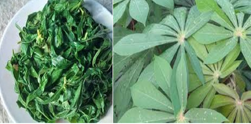 Meski daun singkong kaya manfaat, tak semua orang dianjurkan atau diperbolehkan untuk mengonsumsi daun singkong. Salah satu yang tidak boleh mengonsumsi daun singkong adalah pengidap asam urat.