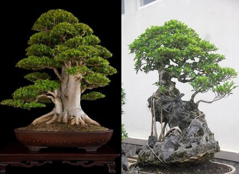Selain daya tarik tampilannya, bonsai juga menawarkan berbagai manfaat yang lebih dalam, baik untuk kesehatan mental atau lingkungan sekitar