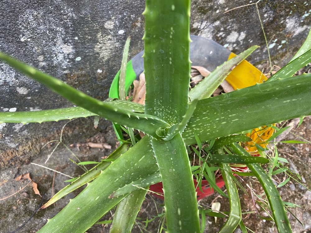 Lidah buaya mempunyai keunggulan berupa kandungan yang bermanfaat sebagai pengobatan flek hitam