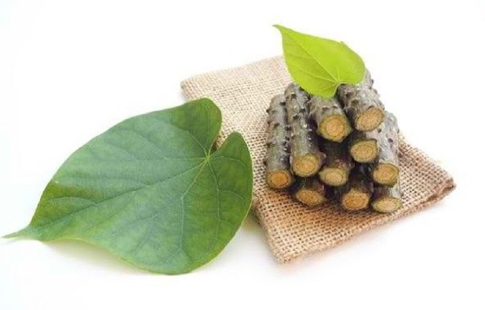 Sejak dulu Brotowali terkenal sebagai salah satu tanaman herbal tradisional yang sering digunakan untuk bahan baku pembuatan jamu.