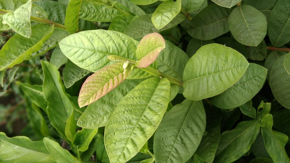 Daun jambu biji bermanfaat sebagai obat herbal