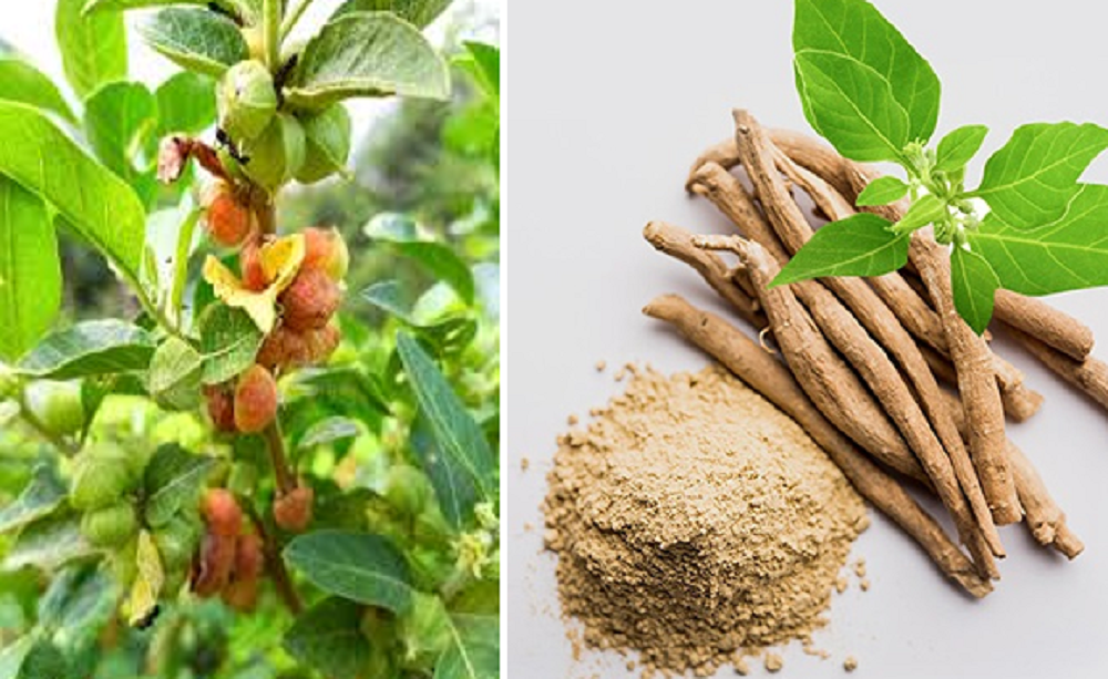 Layaknya ginseng di Korea, ashwaganda sudah digunakan sejak ribuan tahun lalu karena kaya manfaat untuk kesehatan.