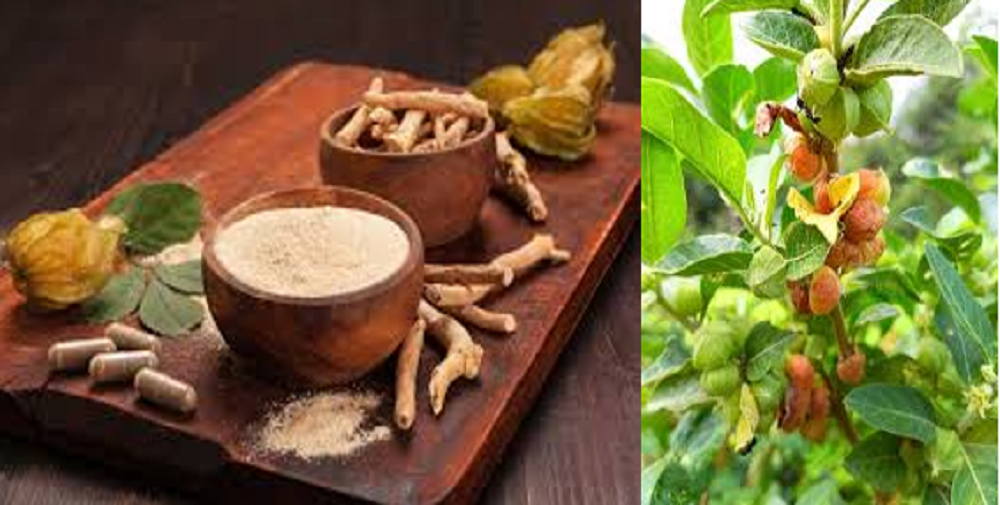 ak sedikit tanaman herbal yang dipercaya bisa membantu kamu menjaga kesehatan tubuh secara optimal, salah satunya adalah Ashwagandha.