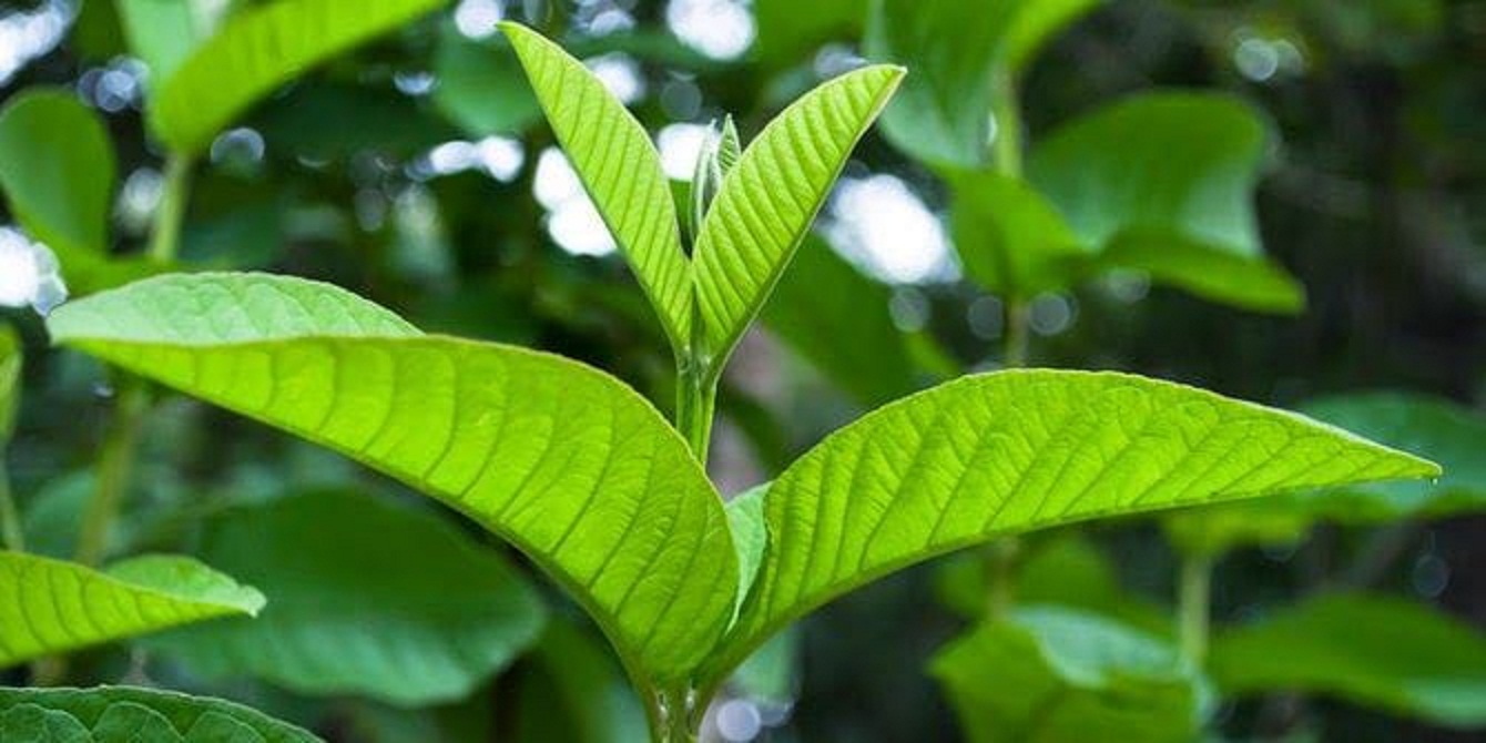 Daun jambu memiliki segudang manfaat untuk kesehatan. Salah satunya mengatasi kerontokan rambut.