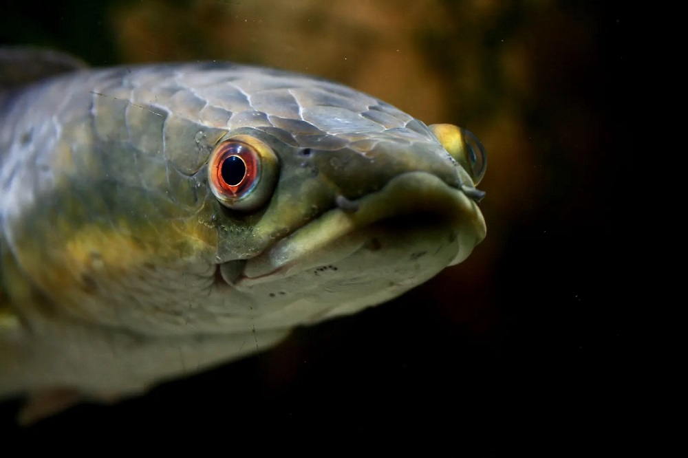 Ikan gabus merupakan predator air yang berasal dari Asia Tenggara. Di Indonesia dan Malaysia, ikan ini juga seringkali disebut ikan Channa