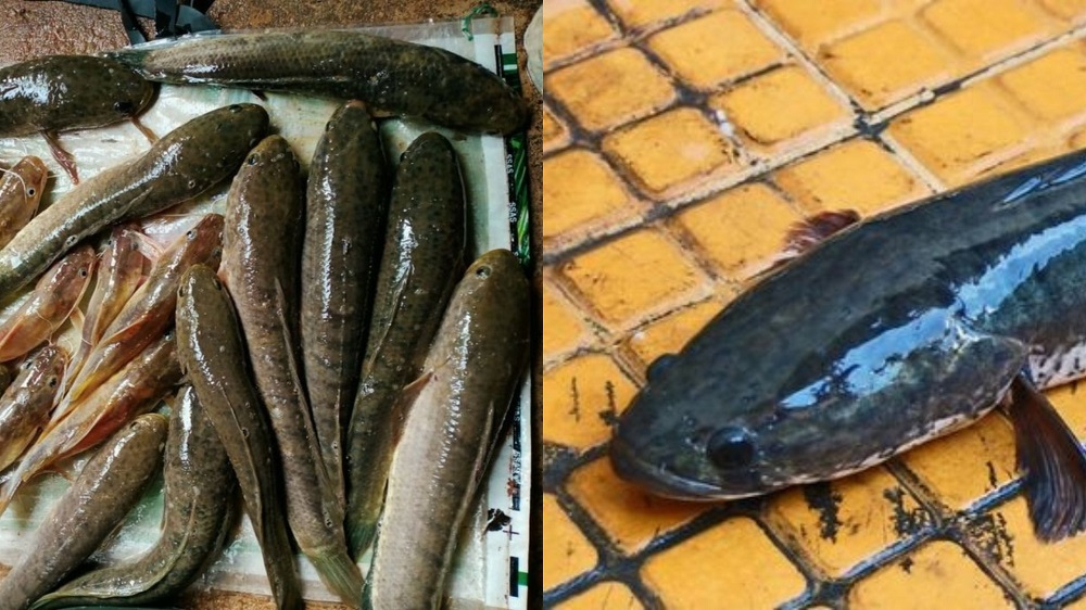 Mengonsumsi ikan gabus banyak manfaat untuk kesehatan tubuh