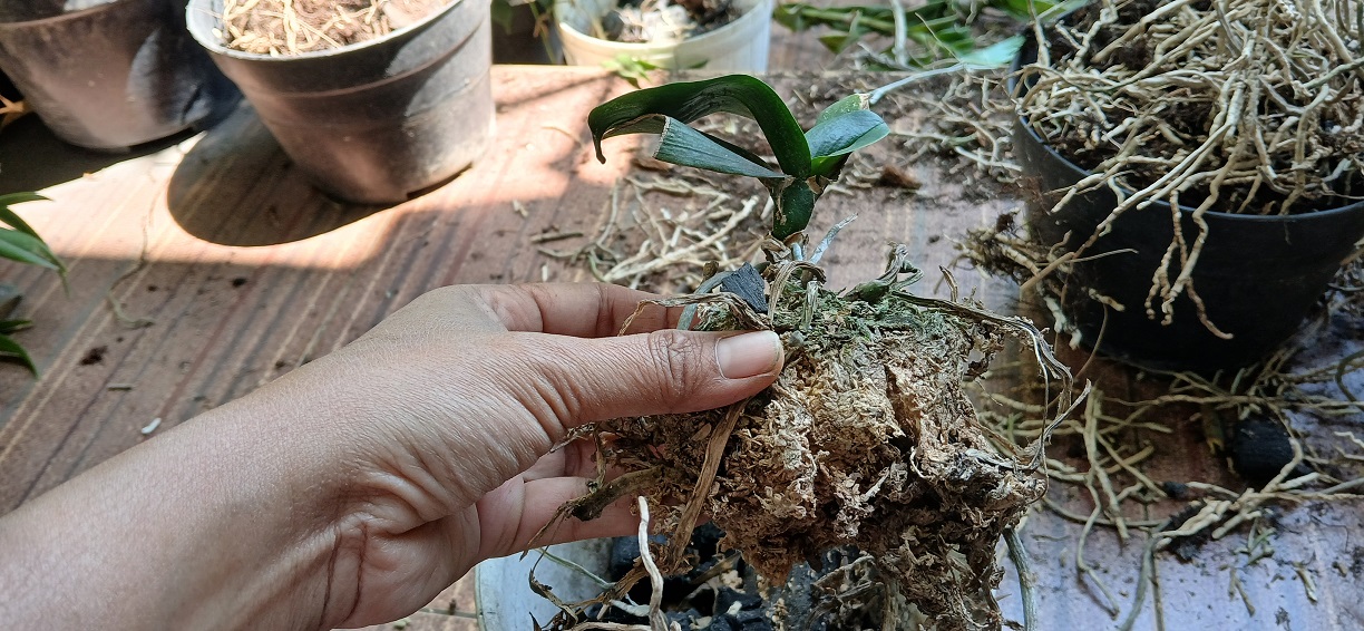 Akar anggrek mengalami busuk akar karena terlalu banyak disiram air. Akibatnya anggrek akan layu dan bisa mati.