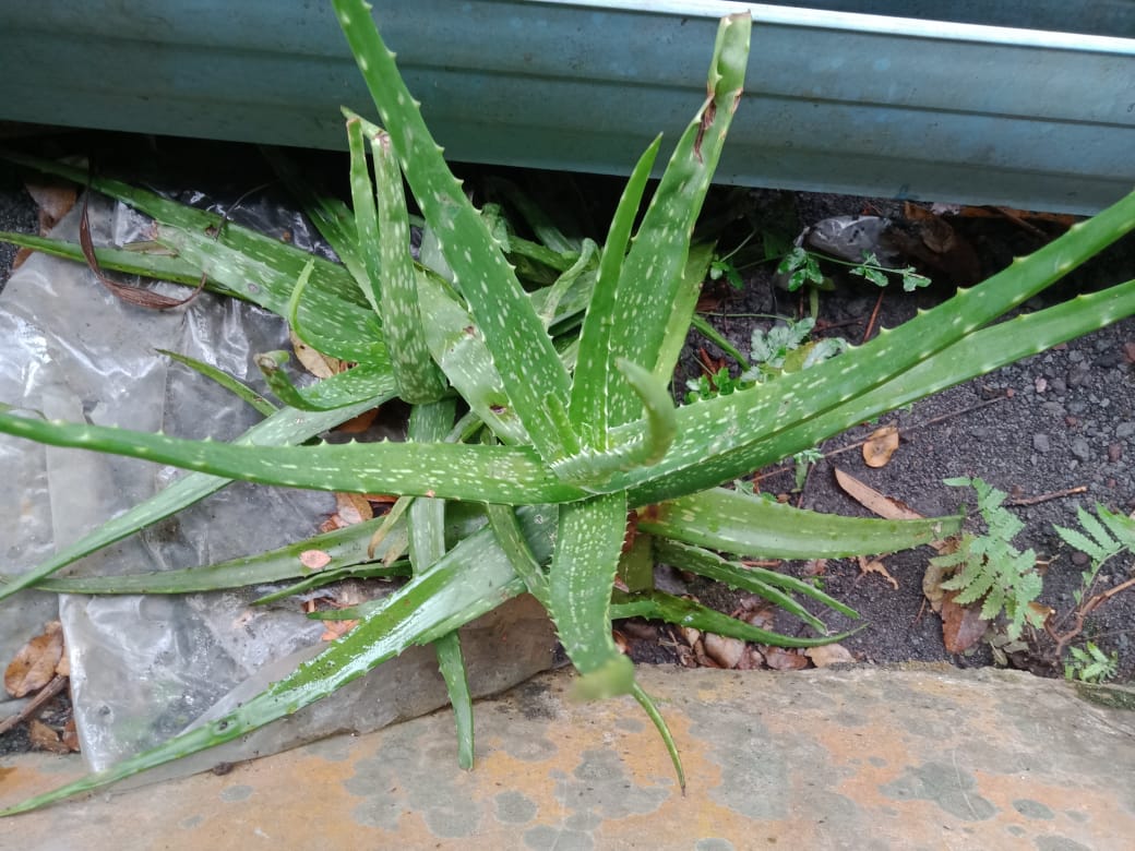 Daun lidah buaya dapat mengobati rasa gatal pada kulit.
