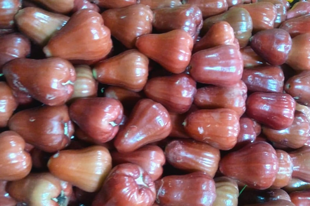 Jambu air merupakan buah yang memiliki segudang manfaat untuk kesehatan tubuh.