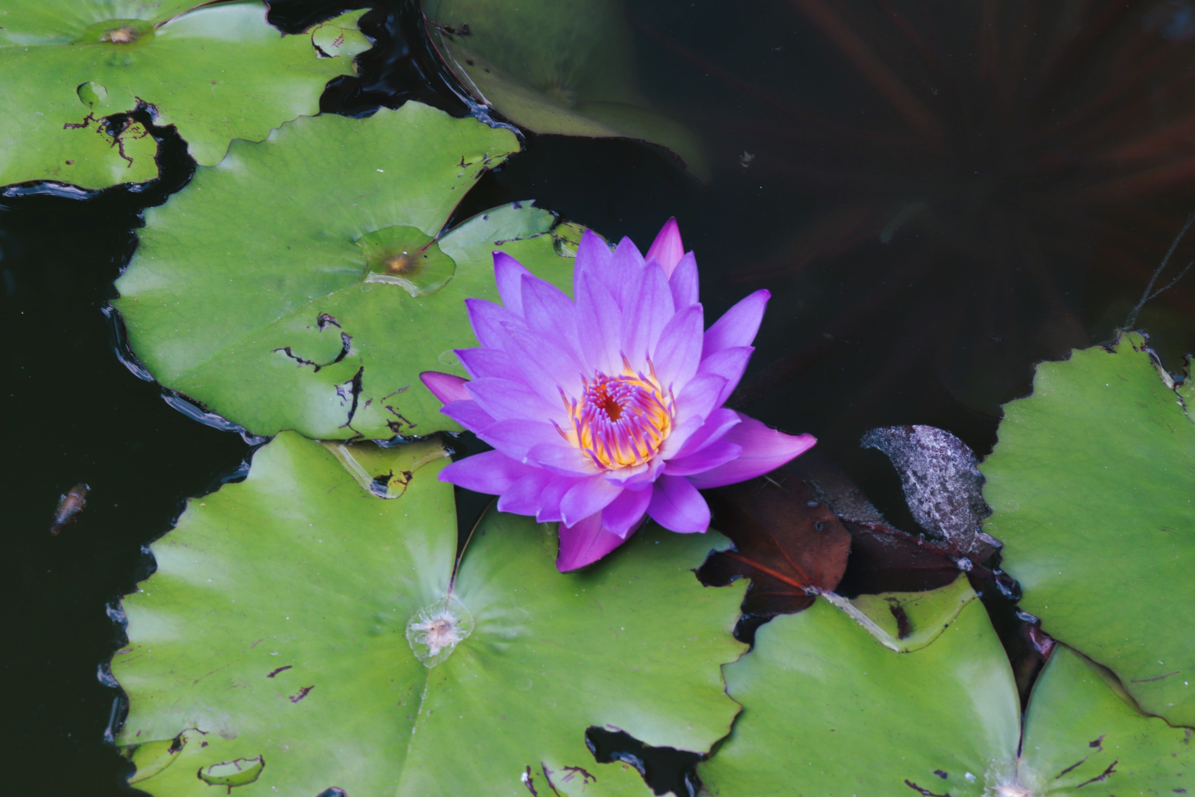 Teratai yang terkenal dengan keindahannya ini, memiliki banyak manfaat untuk kesehatan dan kecantikan.