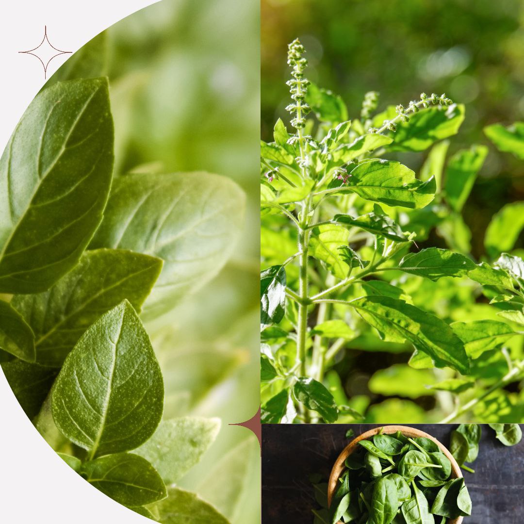 Daun kemangi yang kerap dijadikan lalapan.