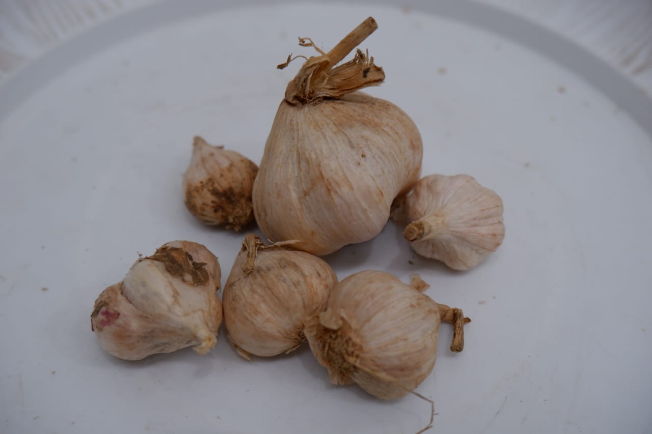 Beberapa khasiat dari bawang putih untuk kecantikan