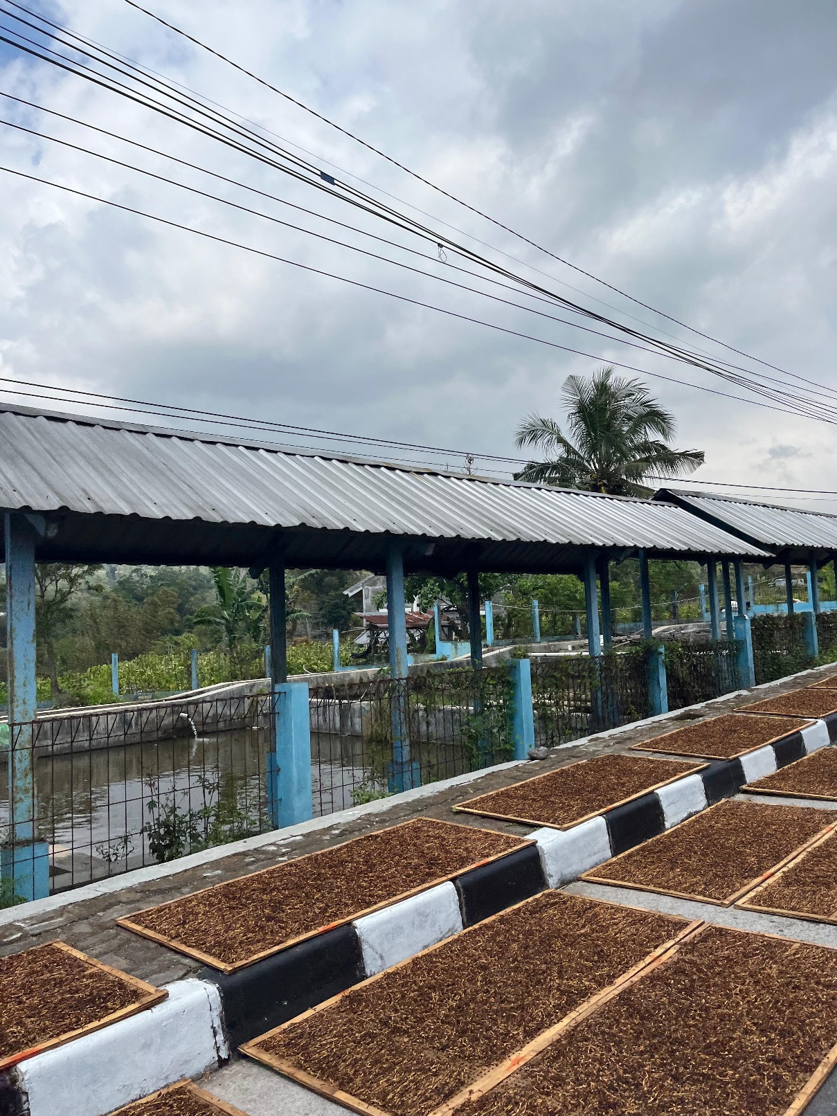 Tembakau dijemur di pinggir jalan di kawasan Parakan Kabupaten Temanggung.