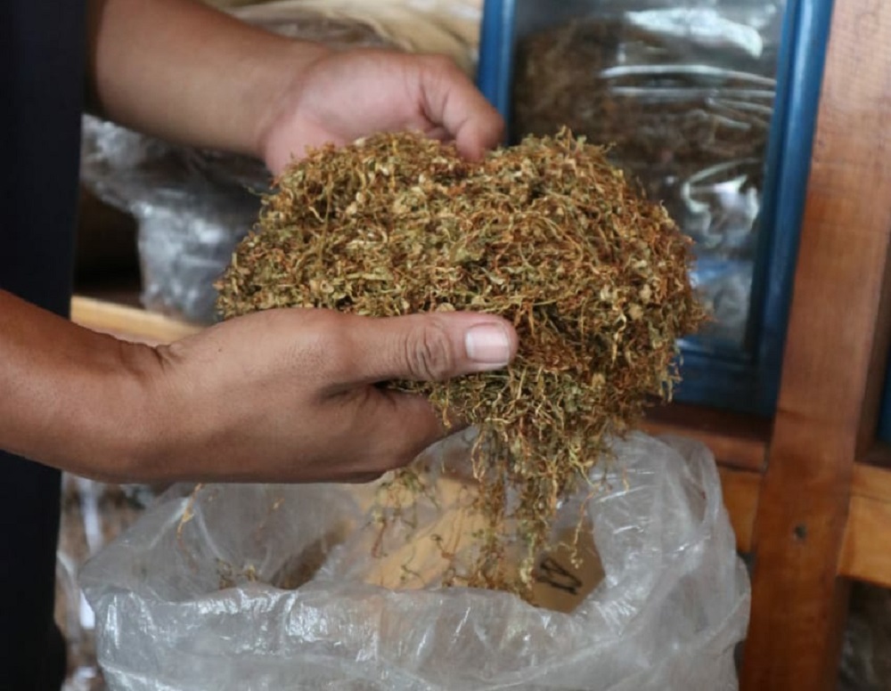 Tembakau lebutan Temanggung sebagai bahan utama untuk rokok litingan atau rokok nglinting dewe alias tingwe.