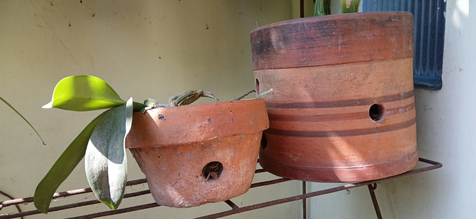 Pot dari tanah liat yang berlubang banyak akan mengalirkan air dengan baik.