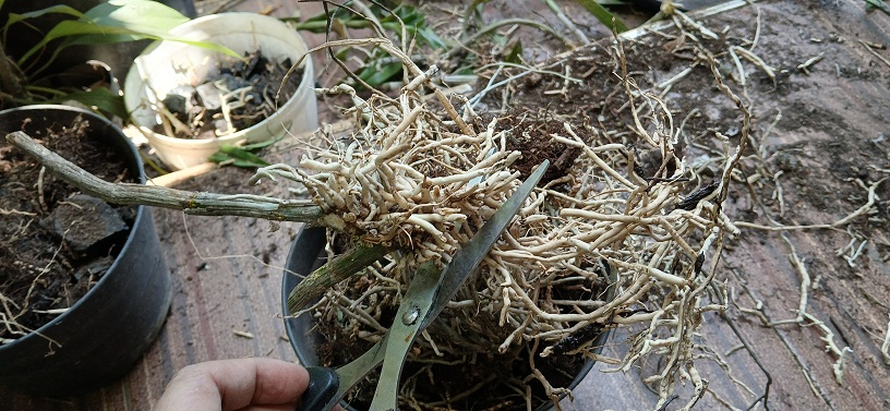 Gunting akar yang kering dan kempes akibat pembusukan.