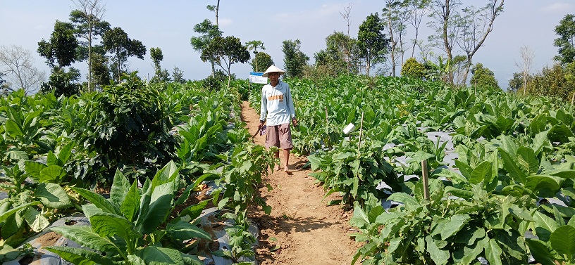 Tembakau varietas gombel sembung yang ditanam di Dusun Gugu II, Desa Gunungsari, Kecamatan Windusari, Kabupaten Magelang.