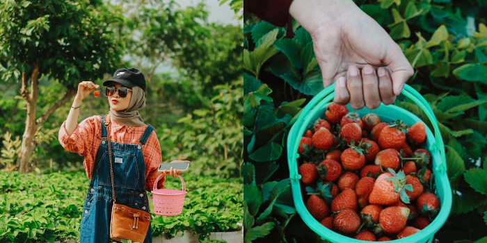 Serunya memetik buah di kebun inggit strawberry