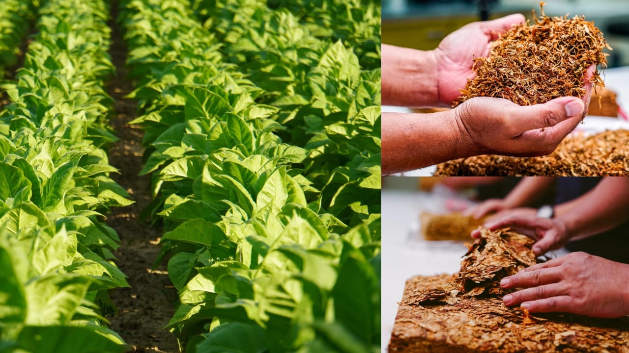 4 kota di Indonesia dengan penghasil tembakau terbaik