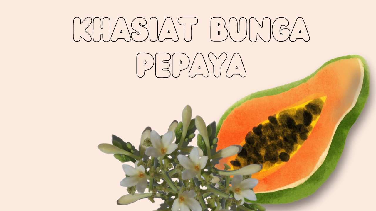 khasiat bunga pepaya yang bagus untuk kesehatan
