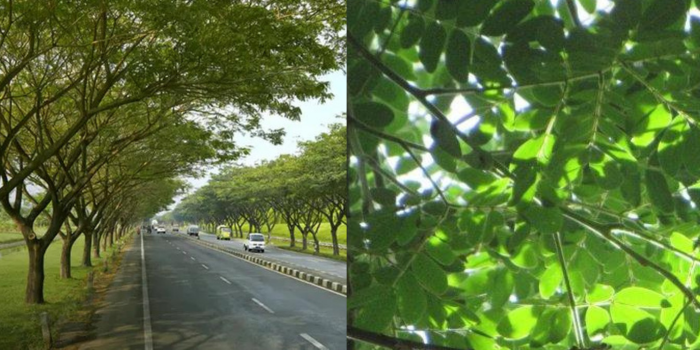 Manfaat daun trembesi untuk kesehatan tubuh