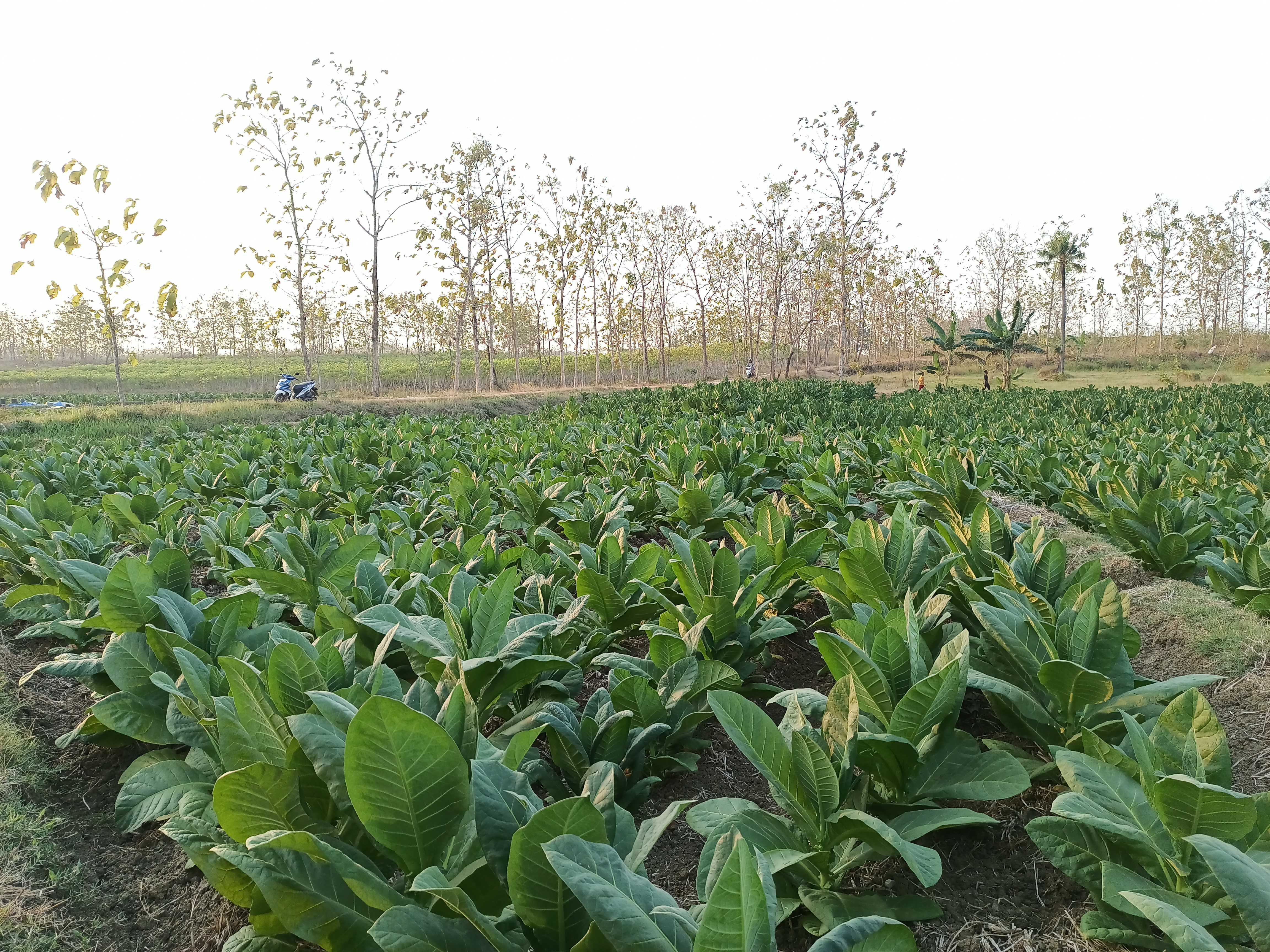 Tembakau Campalok yang tumbuh subur dan memiliki harga fantastis di Pulau Madura