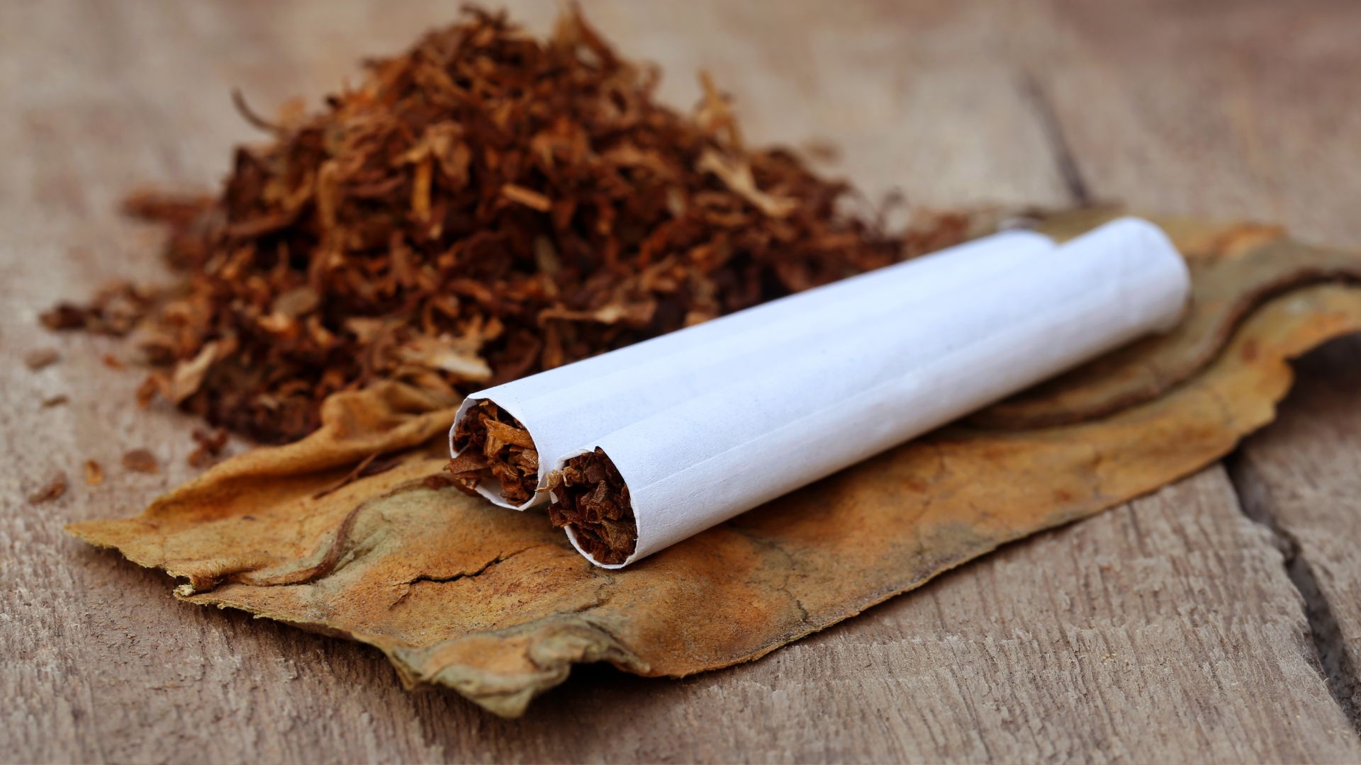Nah kali ini ada 3 fakta menarik tentang tembakau yang dikenal sebagai bahan utama dalam pembuatan rokok
