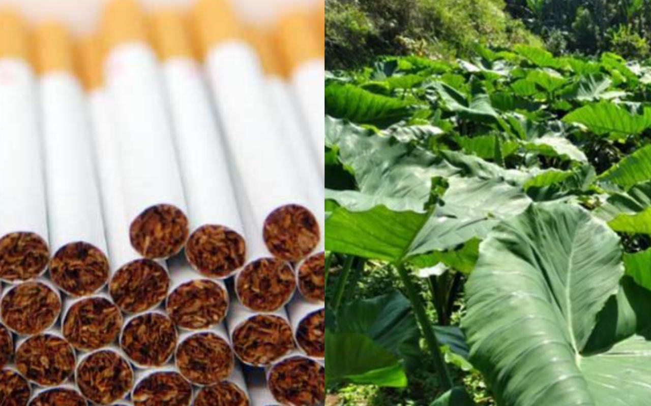 Rokok daun talas yang dinilai lebih sehat