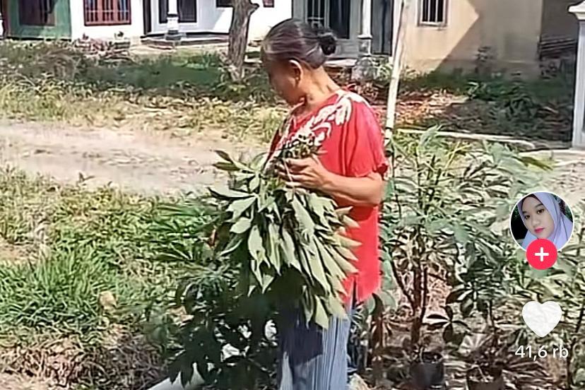Beredar sebuah video yang menampakkan seorang nenek yang tengah memetik daun singkong yang diketahui bukan miliknya