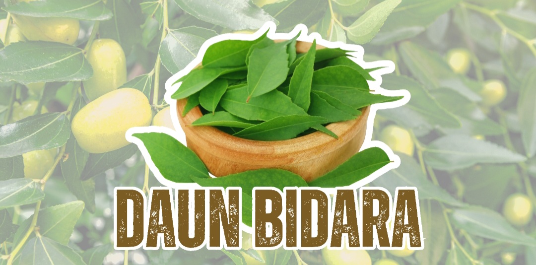 Daun Bidara yang kaya manfaat