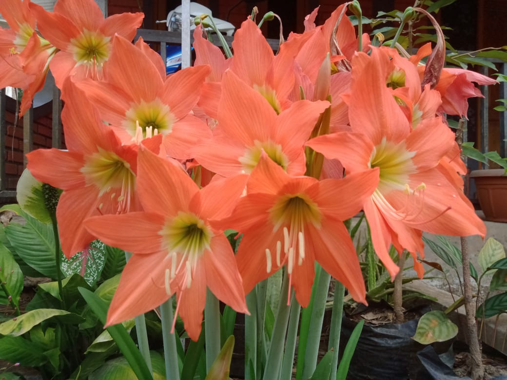 Keindahan bunga amarilis, cocok ditanam di rumah.