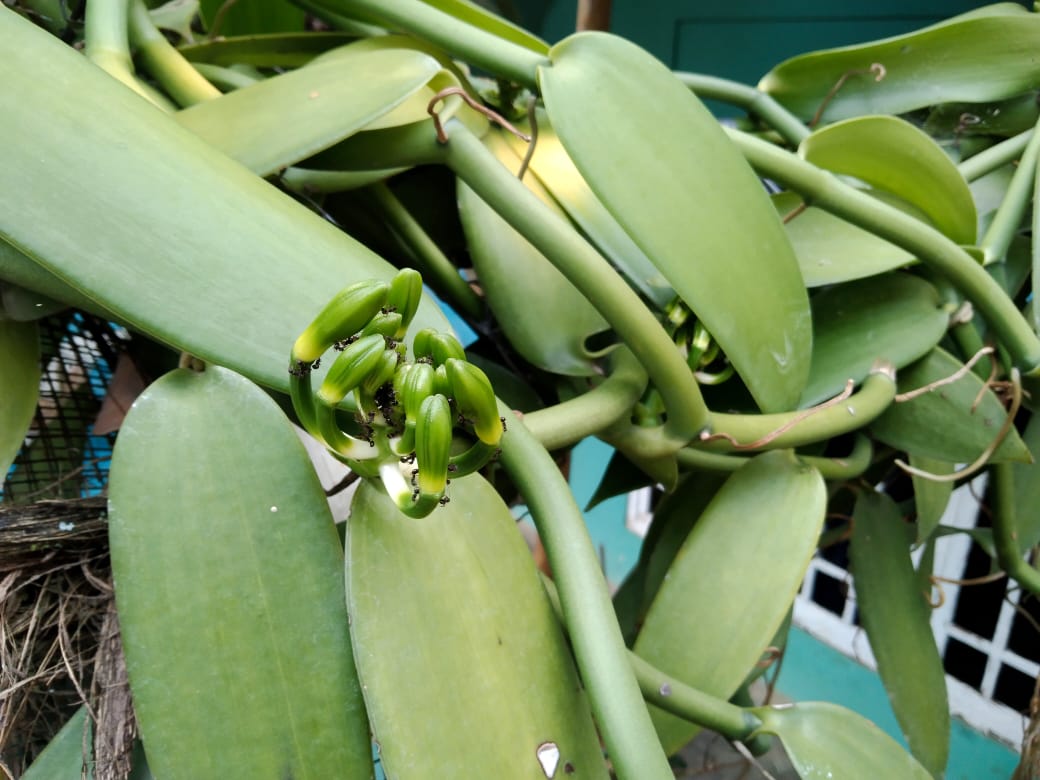 Tanaman Vanili yang sedang berbuah