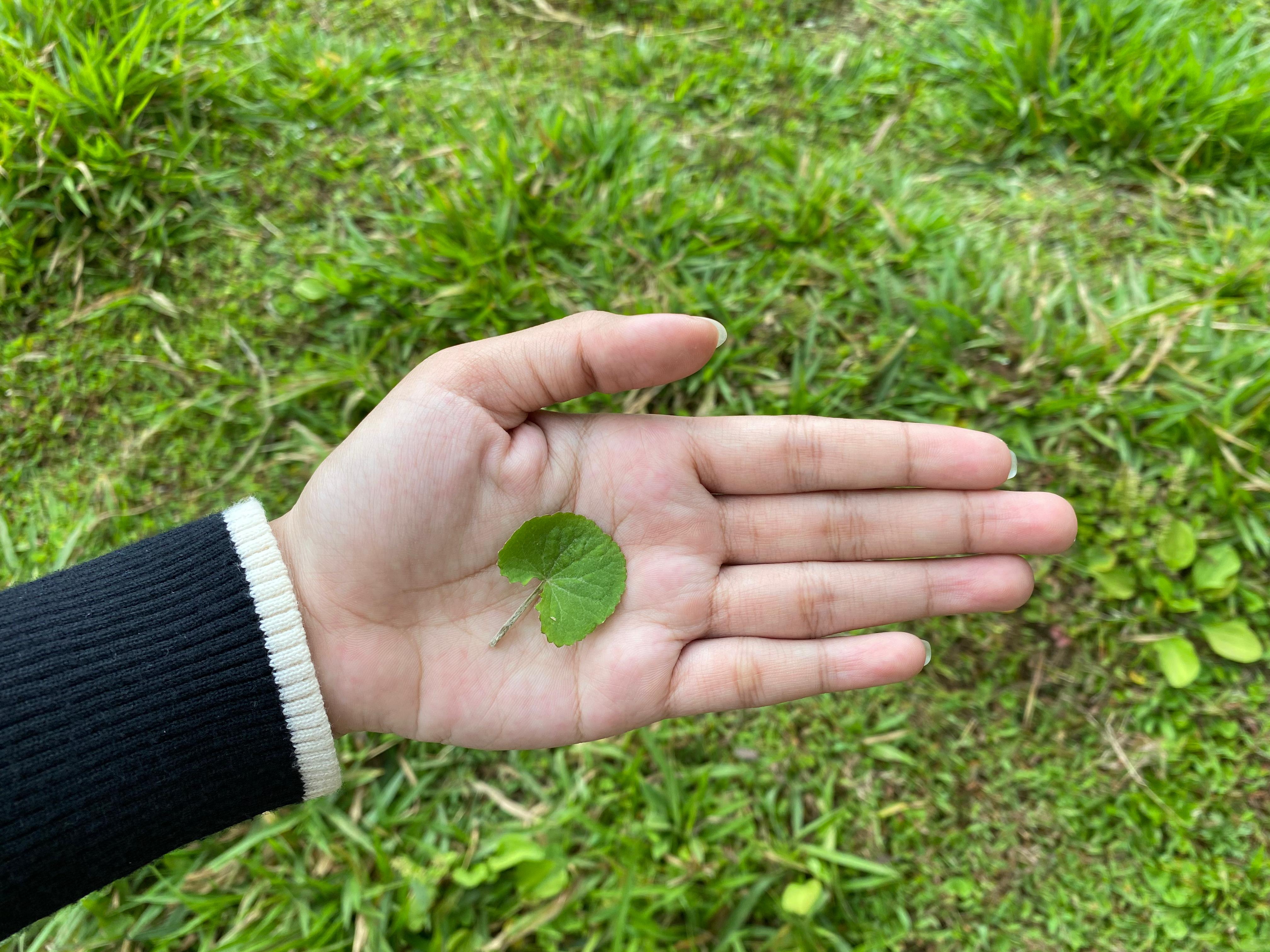 tak heran daun Centella Asiatica ini memiliki banyak manfaat untuk kesehatan